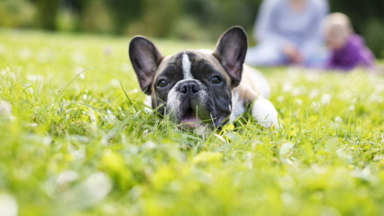 As more French bulldogs are stolen, pet lovers want to know: What's going on with this breed? – Fox News