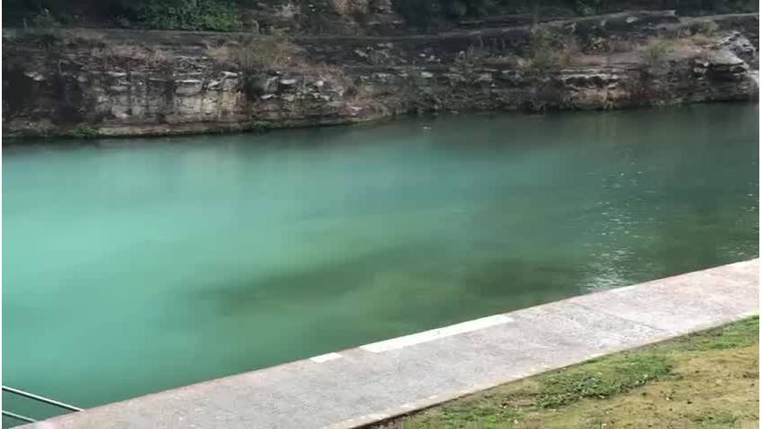 City staff release Barton Springs pool test findings for toxins after dog dies – KXAN.com