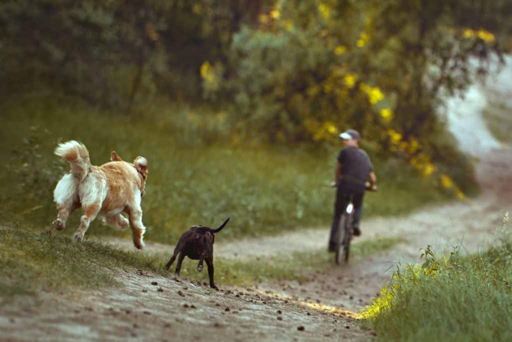 Routt County dog bite numbers consistent, but considered high – Steamboat Pilot & Today