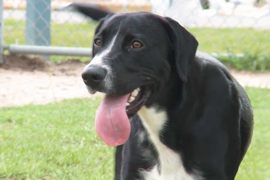 Meet Rambo, OBX SPCA Pet of the Week – The Outer Banks Voice