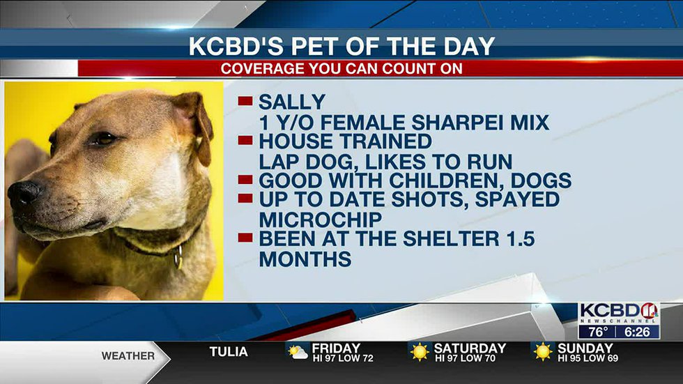 KCBD’s Pet of the Day: Meet Sally! – KCBD