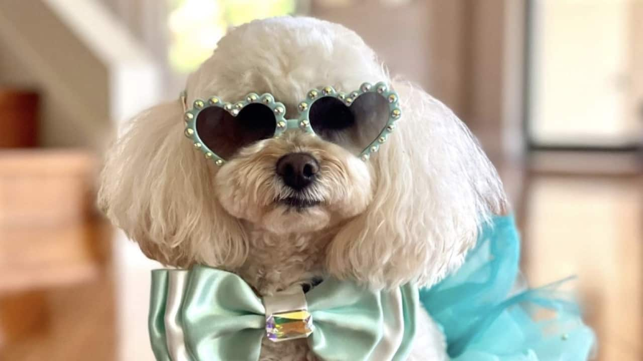 Pampering Pets: I've spent $150,000 on accessories for my dog Coco – SBS News