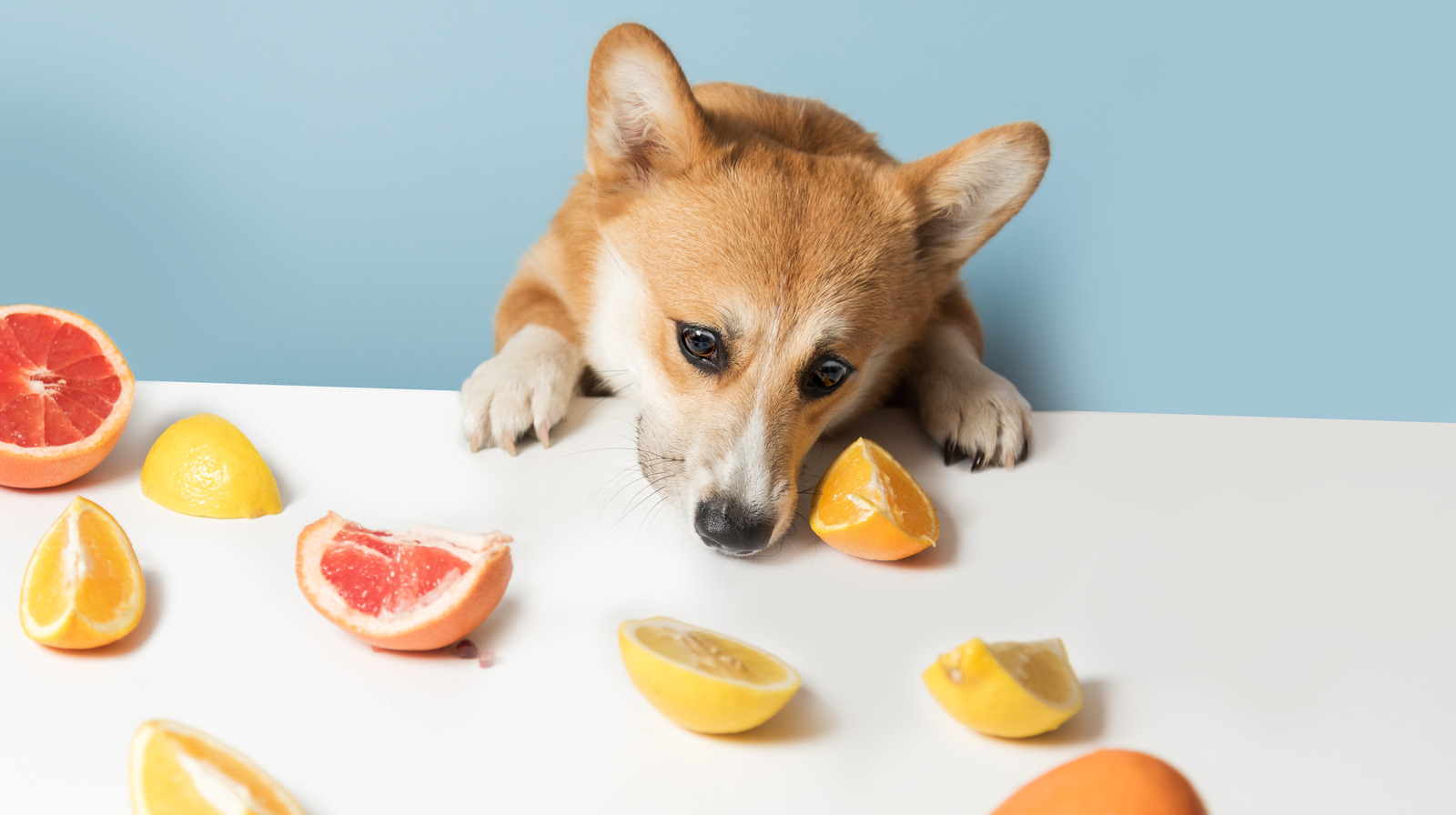 Can You Feed Your Dog Citrus Fruits? – Mashed