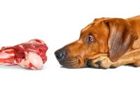 Study links resistant E coli in dogs to raw meat diet – CIDRAP