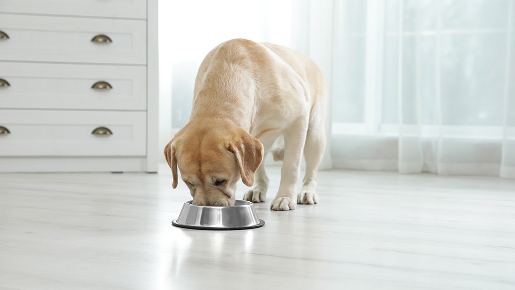 The 11 best Royal Canin dog foods – RochesterFirst