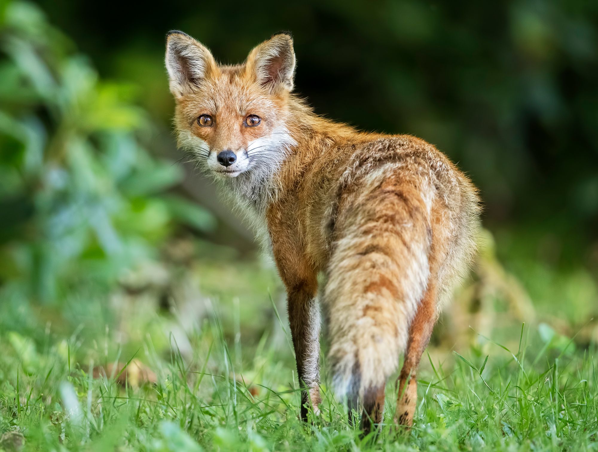 Study Finds Dog Feces Makes Up Significant Part of Foxes' Diet – PEOPLE