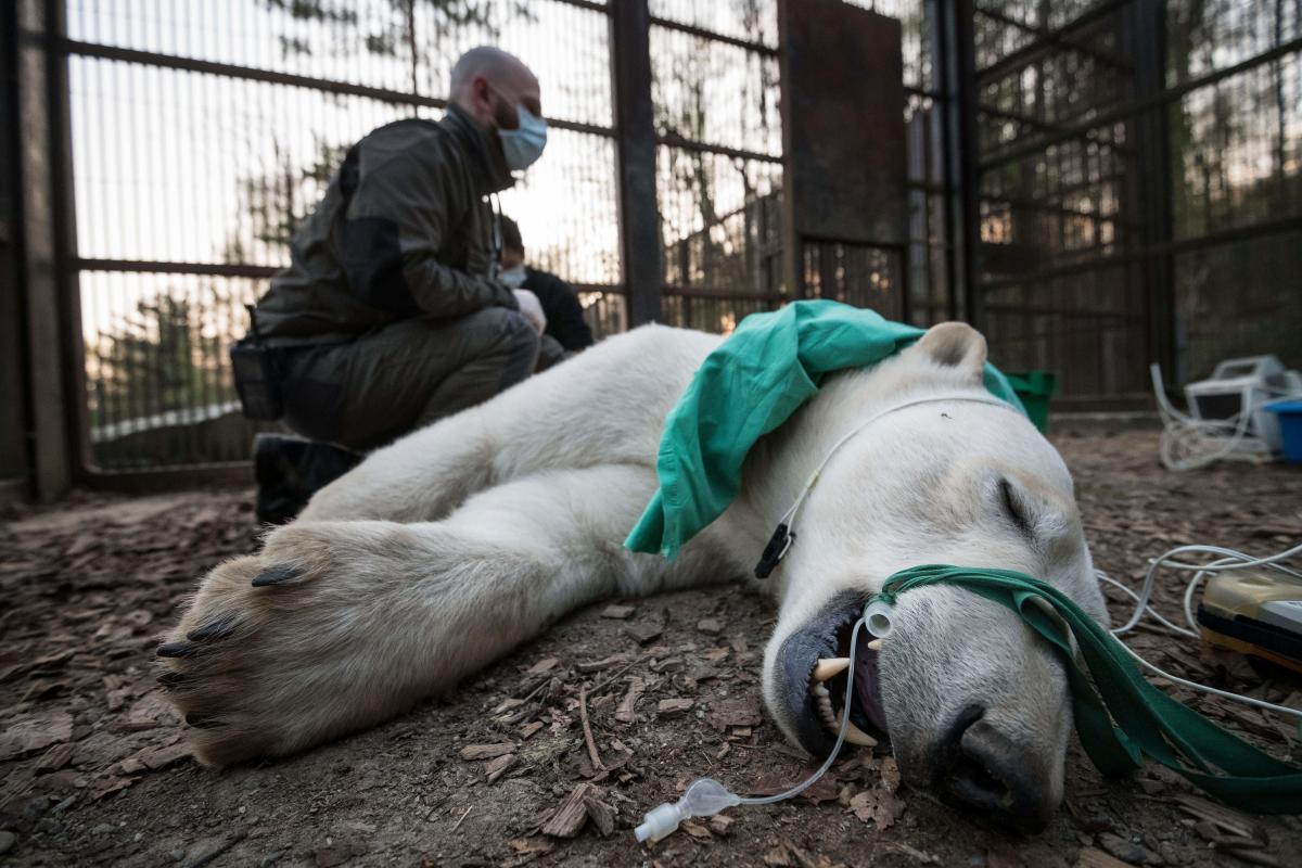 The type and frequency of animals coming down with COVID is trying to tell us something about the future of the pandemic. Scientists are on the case – Yahoo Finance