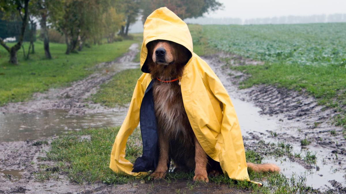 Perth weather: ‘Once-in-a-year storm event’ prompts RSPCA pet warning – PerthNow