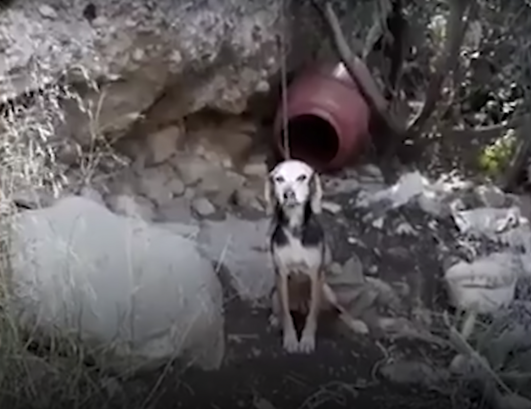 Heartbreaking Story of a Senior Dog Freed From Chains After Years – One Green Planet