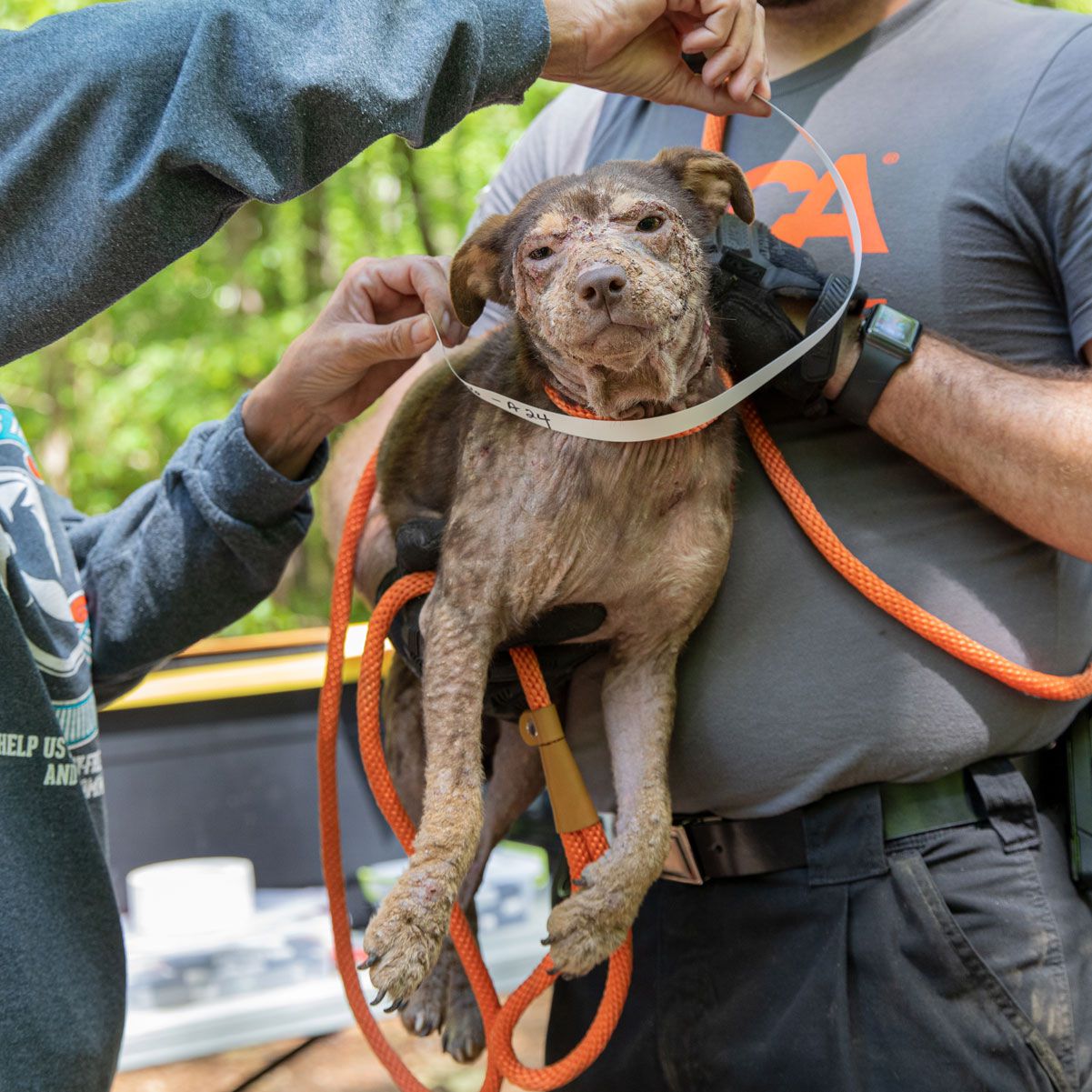 80 Dogs Rescued After Georgia Pet Owner Becomes Overwhelmed – PEOPLE