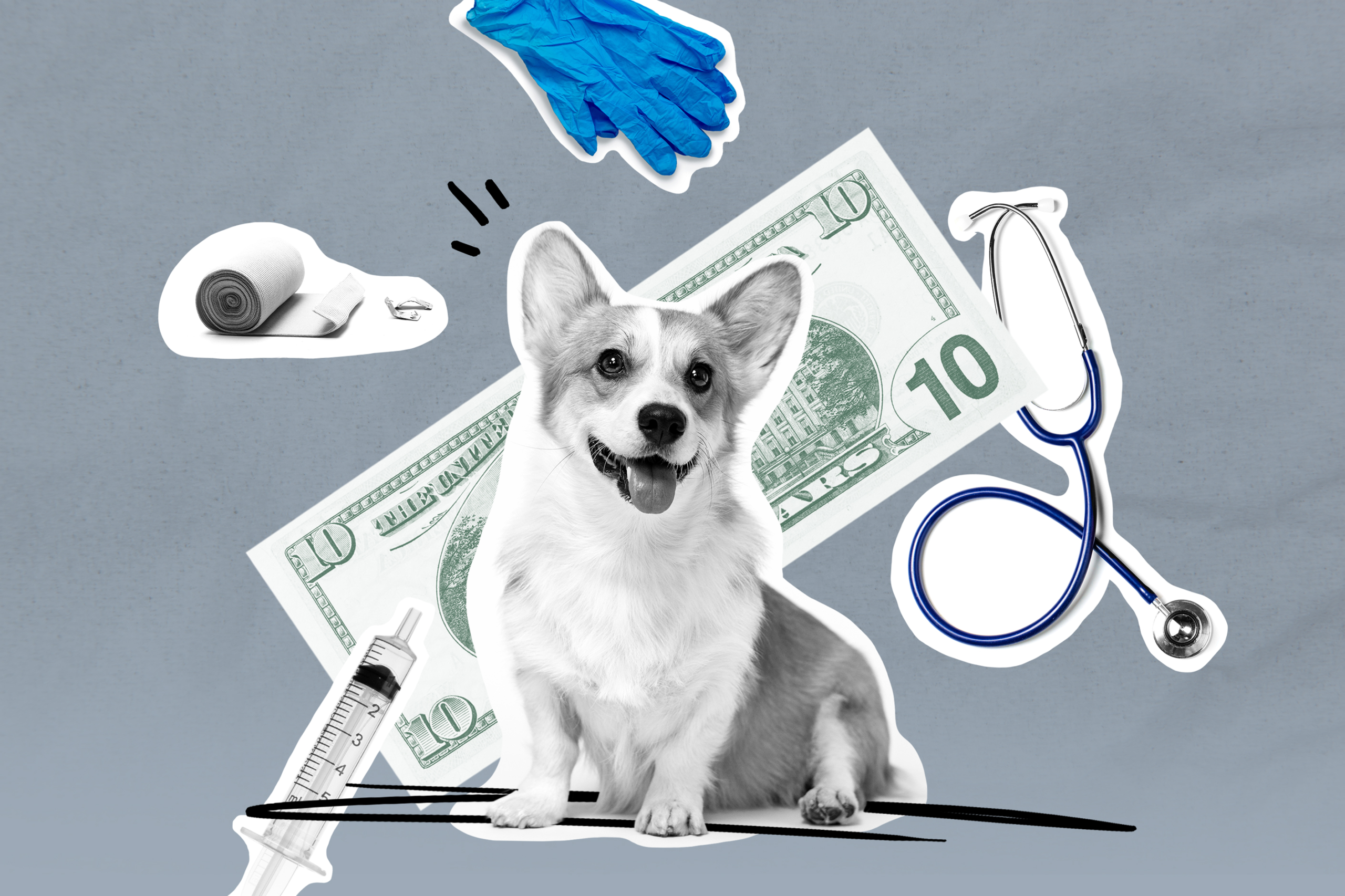 How to Buy Pet Insurance – Money