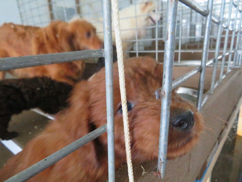 Iowa continues to lead the nation in puppy-mill violators – Iowa Capital Dispatch