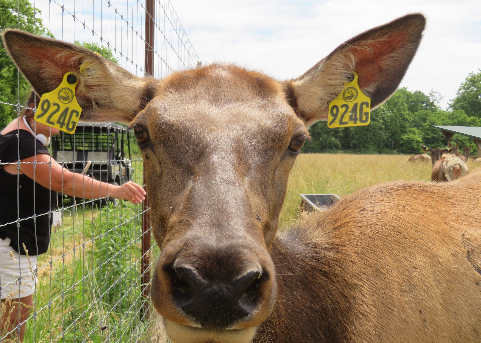 Explore an Elk Oasis at Quiet Harmony Ranch – Ohio.org