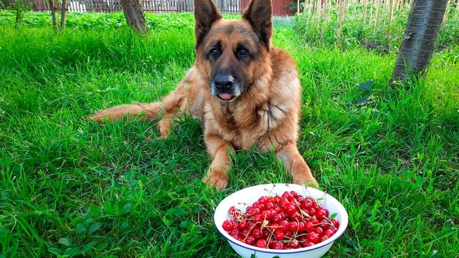 Can dogs eat cherries? What's safe for your hound – PetsRadar