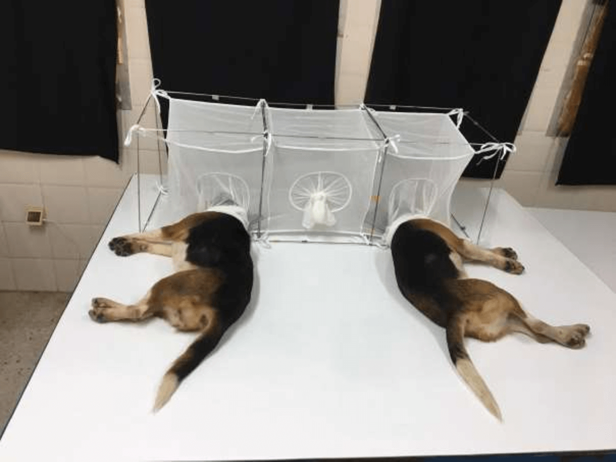 Fauci's NIH-Funded Tests Include Feeding Puppies’ Heads to Flies – PETA