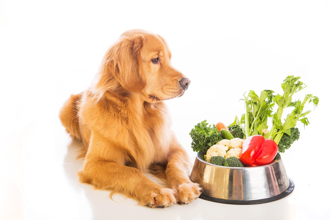 How To Choose The Best Dog Food: A Dog Parent's Complete Guide | TheHealthSite.com – TheHealthSite