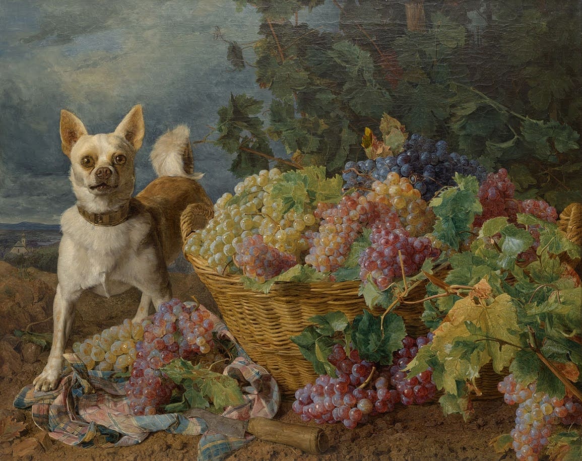 The Kimbell Dog Day-Free Celebration Aug. 26 – Focusdailynews