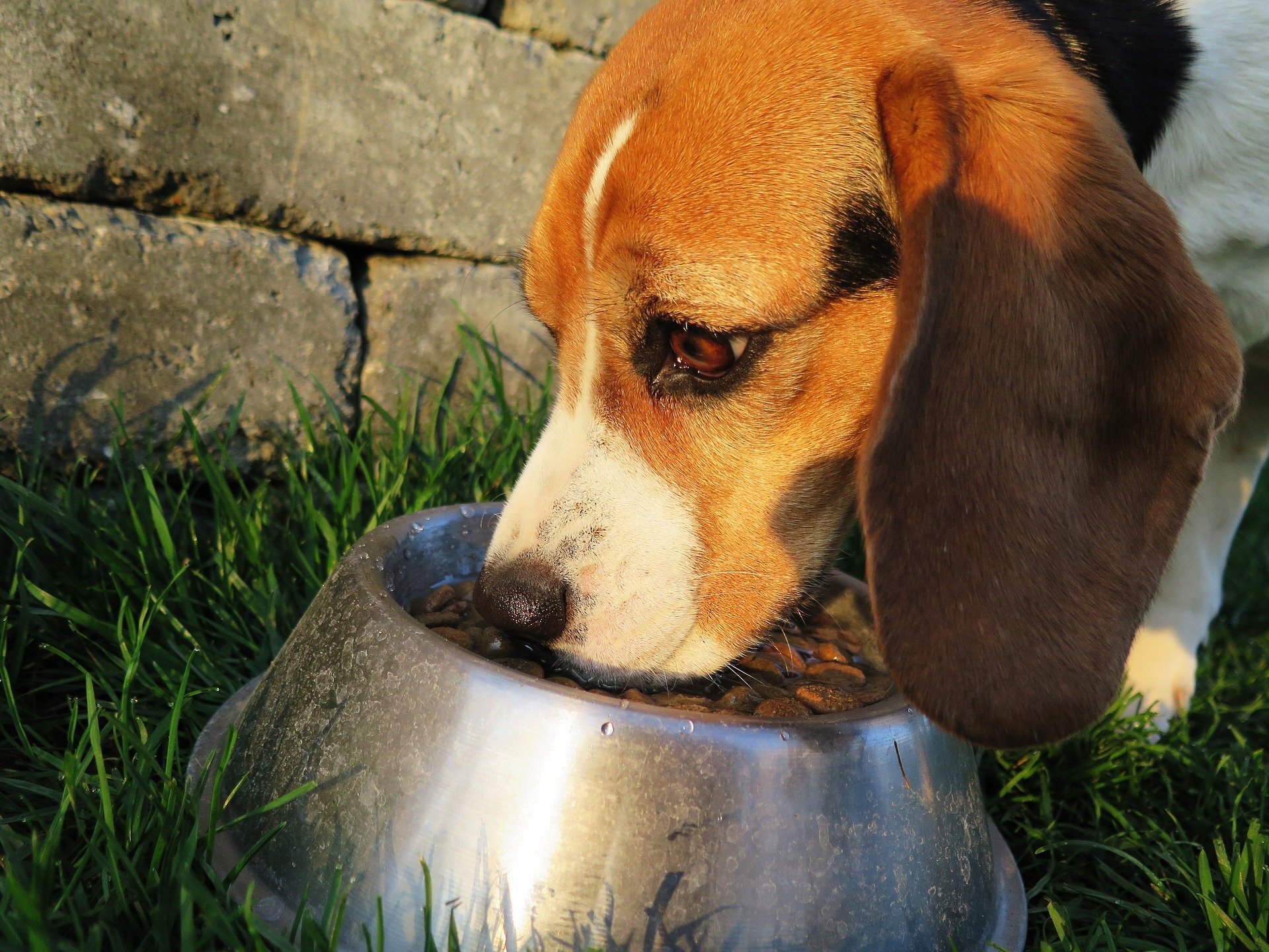 New dog food? Study shows your dog's gut bacteria could turn over within week – Phys.org