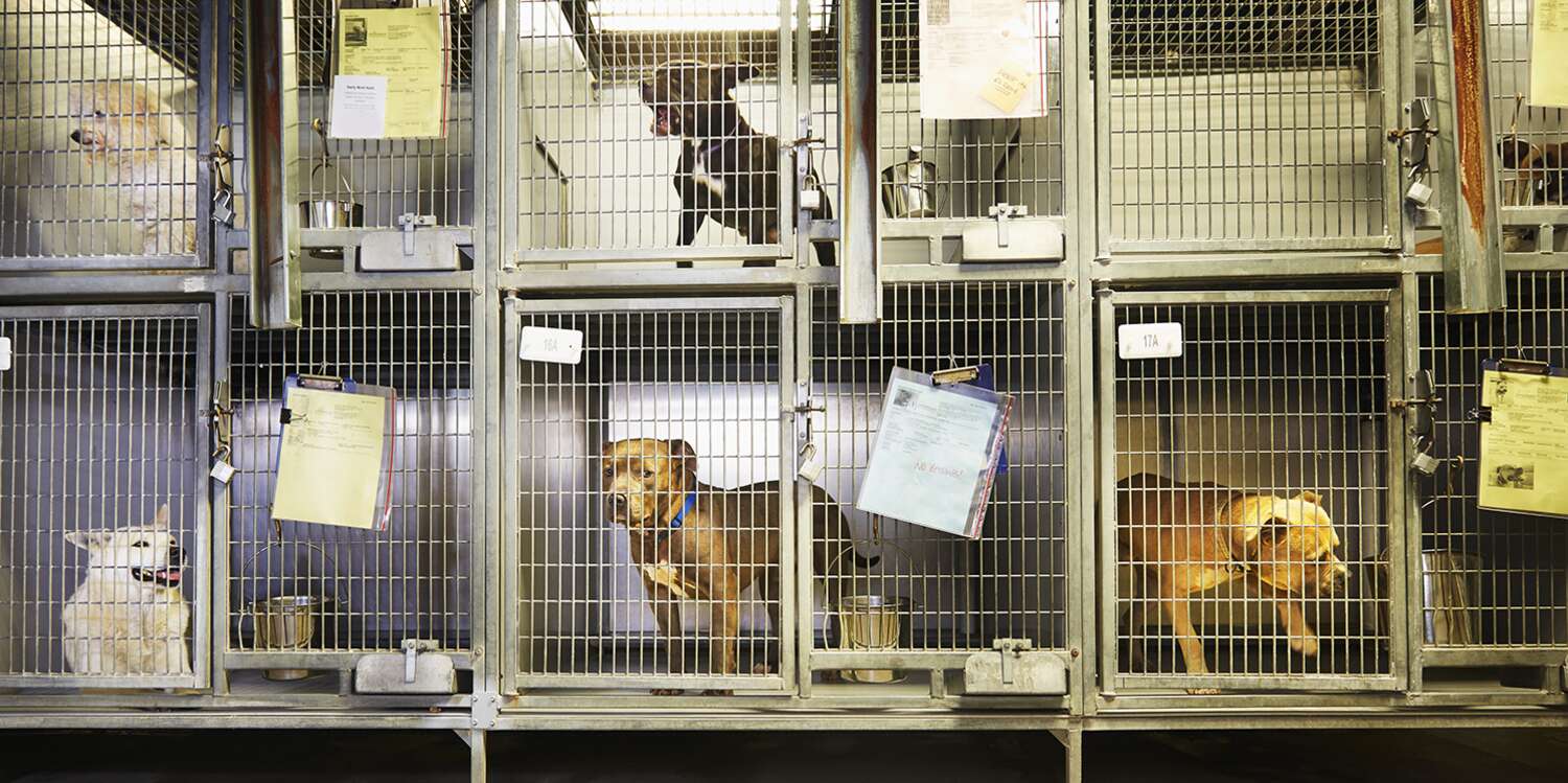 100,000 More Pets in Shelters Now Compared to January 2021 Due to Pandemic, Animal Group Finds – PEOPLE