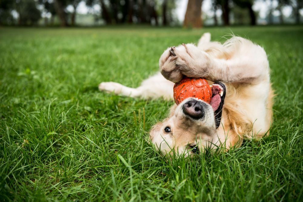 The Dog and Doggone Days of Summer – Psychiatric Times