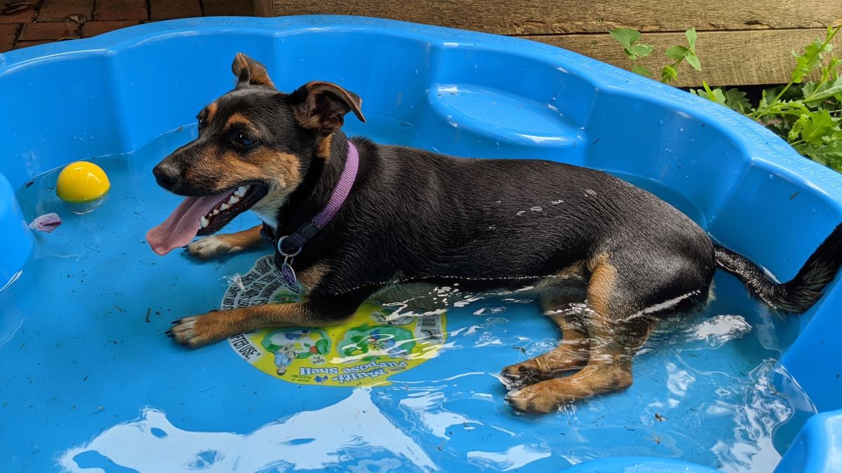 How to keep a dog cool in the summer: 9 ways to prevent heatstroke – Real Homes