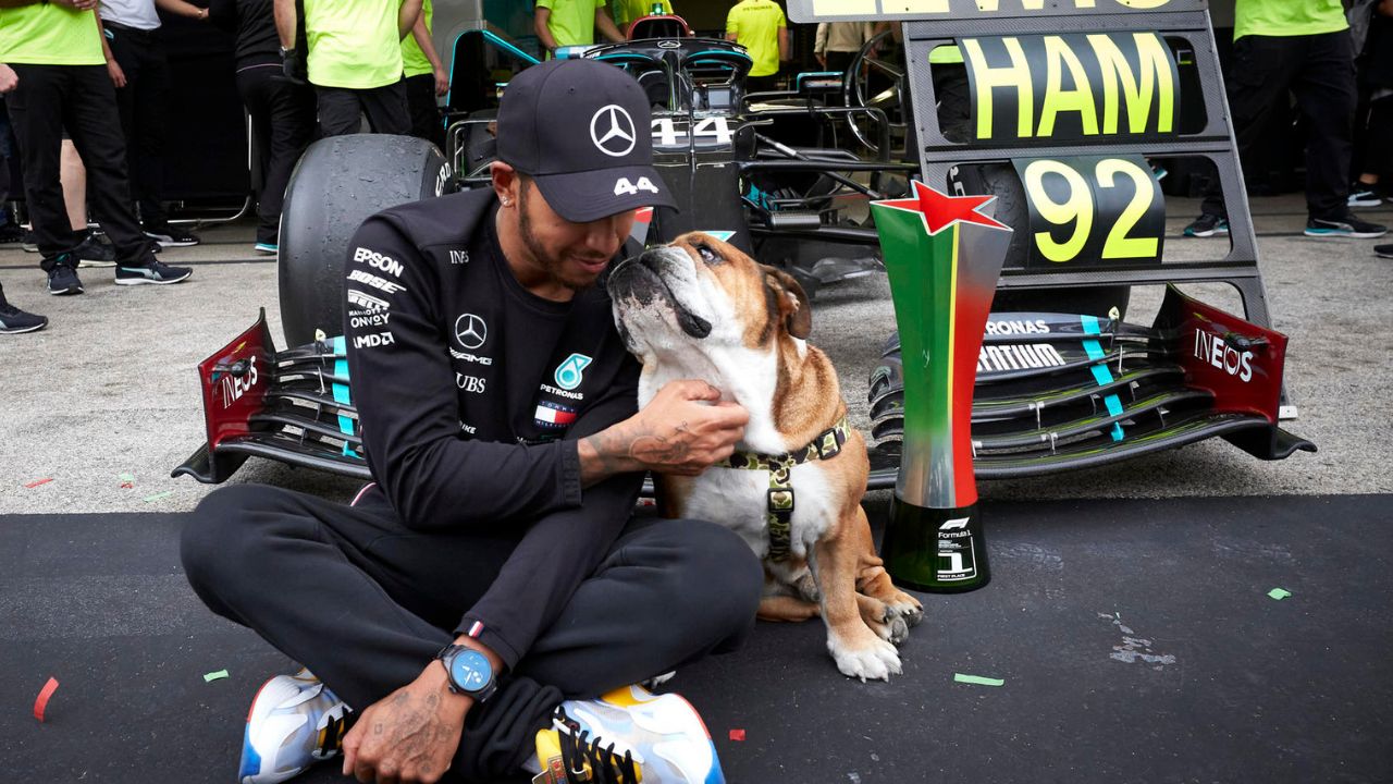 "Roscoe eats better than me"– Redditors envious over Lewis Hamilton's 15 inches tall dog's delicious vegan… – The Sportsrush