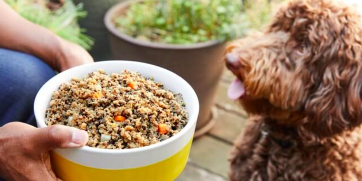 Is a raw food diet right for your dog? – Upworthy