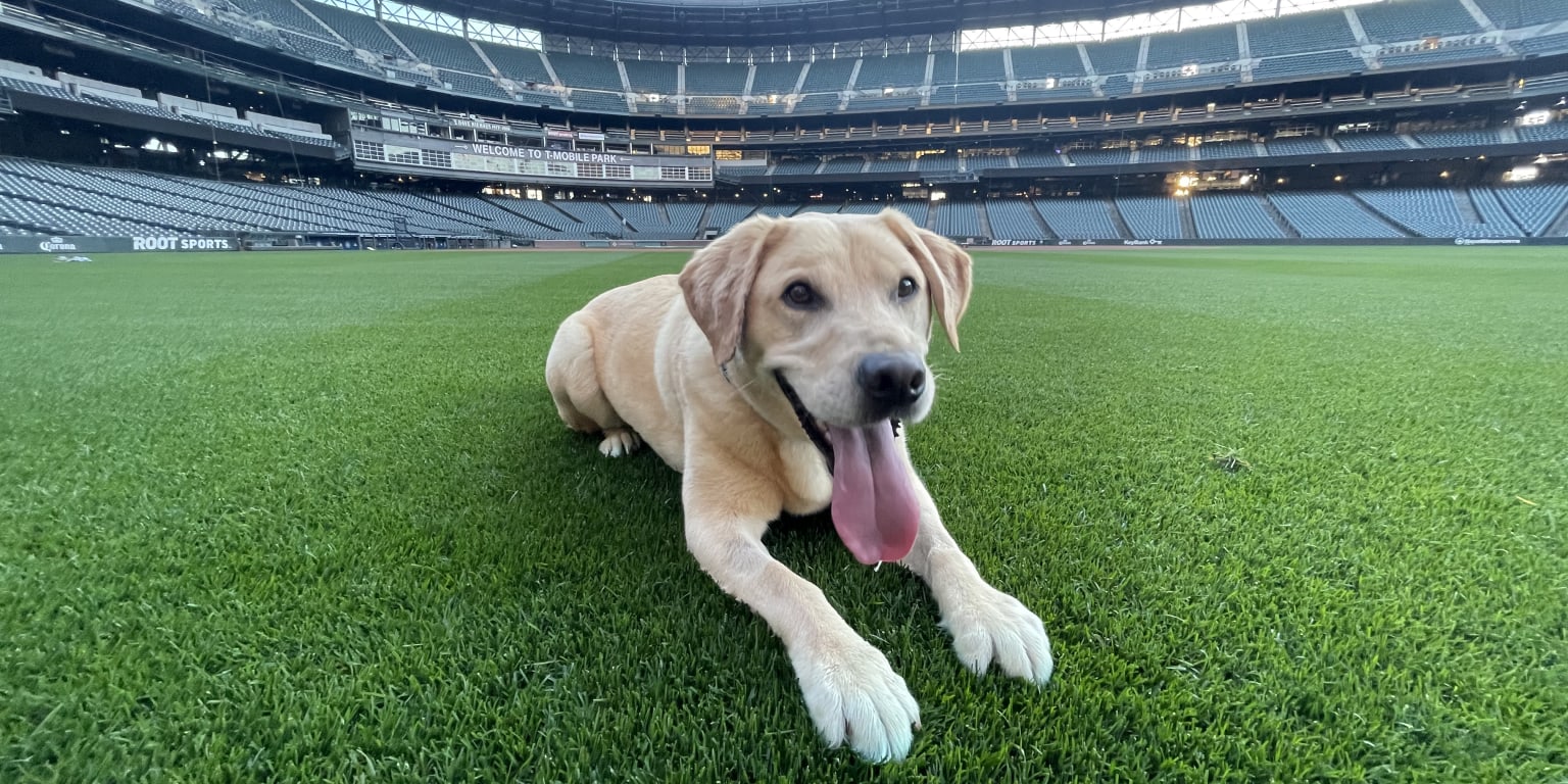 Mariners adopt clubhouse dog Tucker – MLB.com