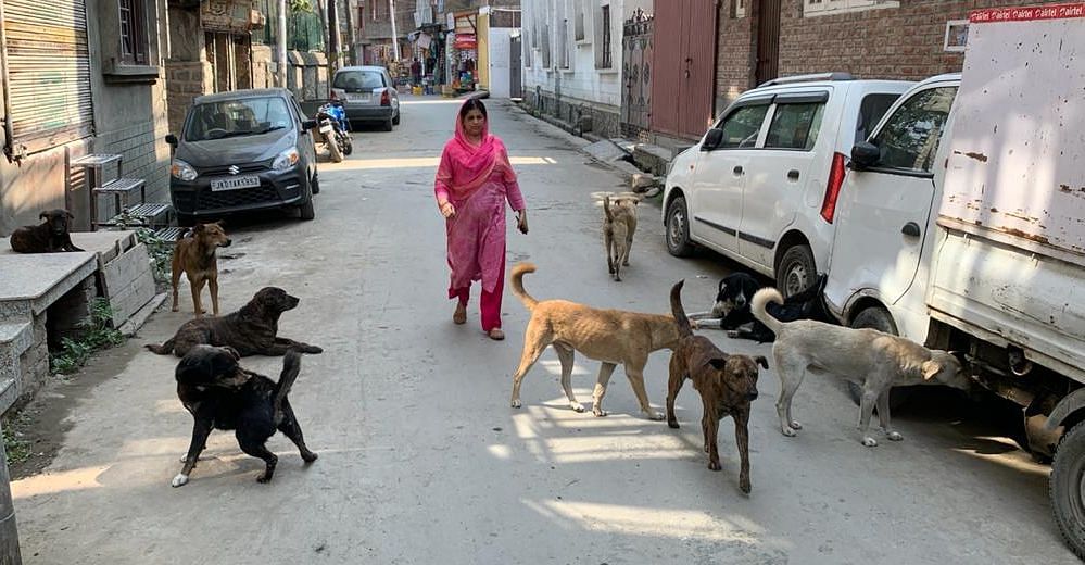 Growing stray dog population takes toll on Srinagarites – Greater Kashmir