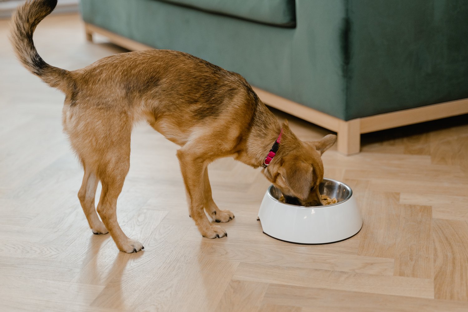 Feeding dogs raw meat associated with antibiotic-resistant bacteria – Vet Candy