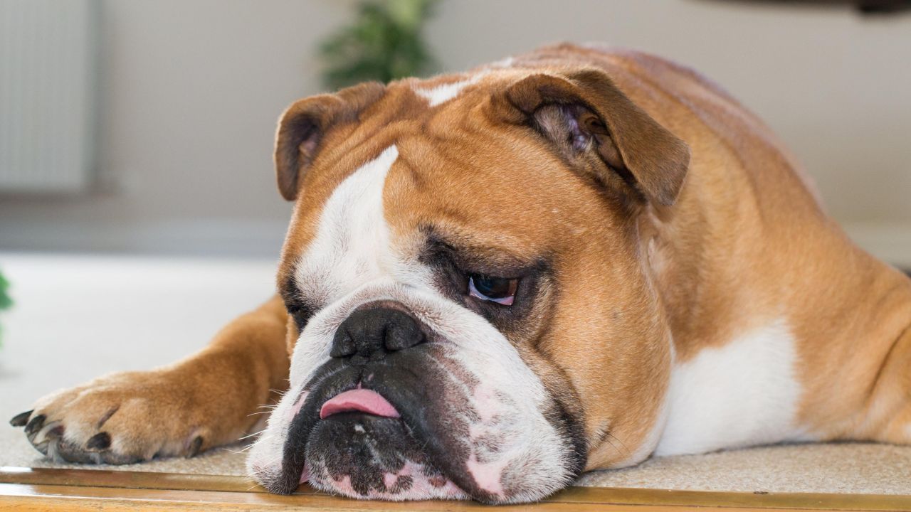 The Unhealthiest Dog Breeds – Gizmodo Australia