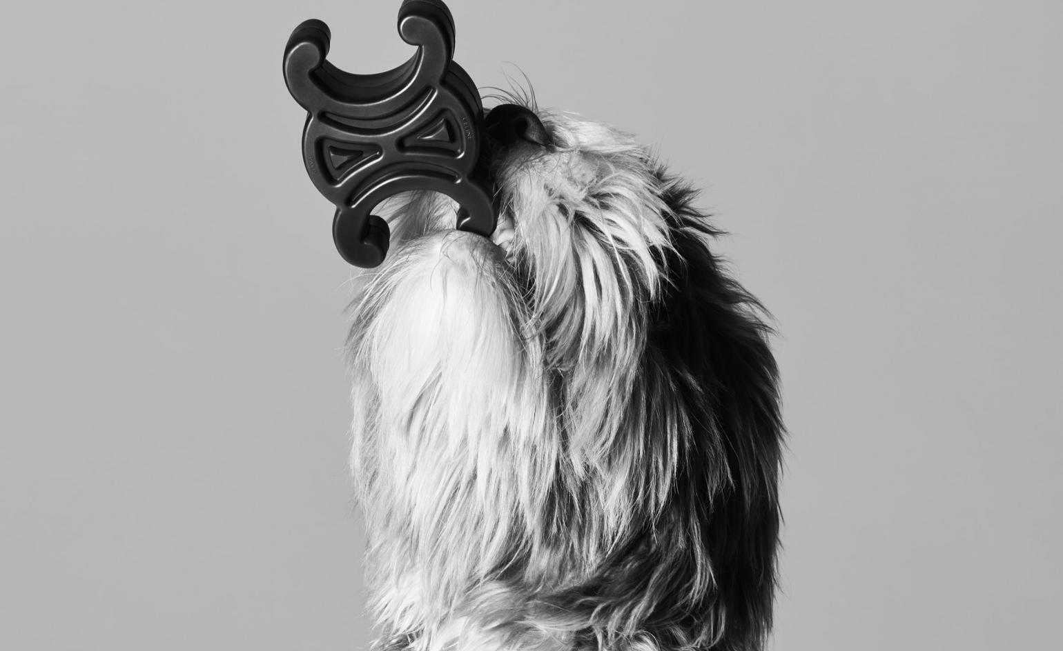 Celine’s dog accessories are inspired by Hedi Slimane’s own canine companion – Wallpaper*