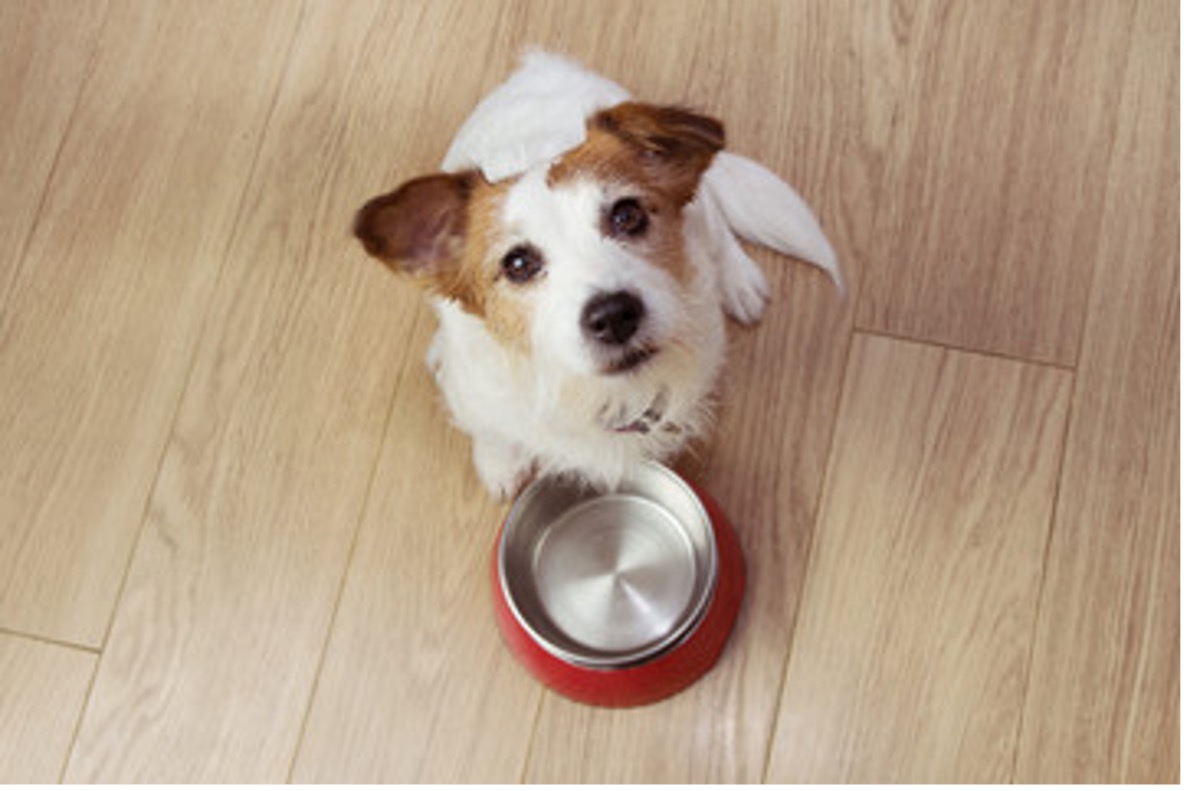 Freshpet Reviews Reasons It May Be Time to Switch Dog Foods – OCNJ Daily