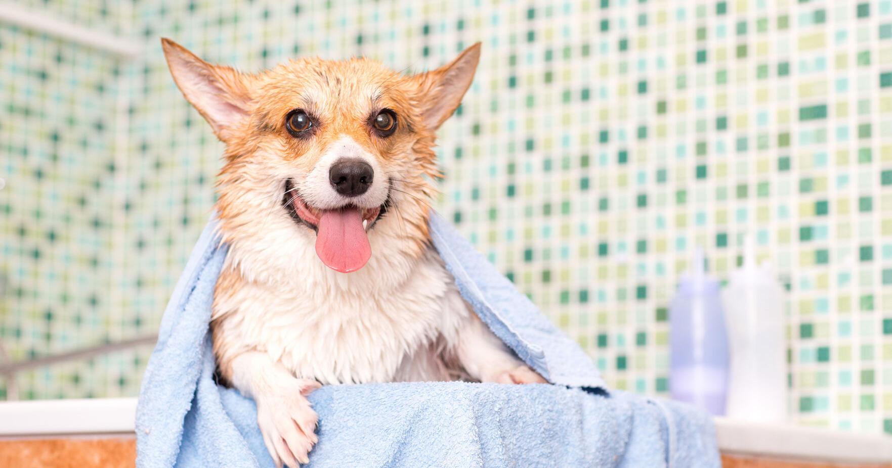 Pet Owners Zero In On Grooming Solutions | Current Issue | petproductnews.com – PetProductNews.com