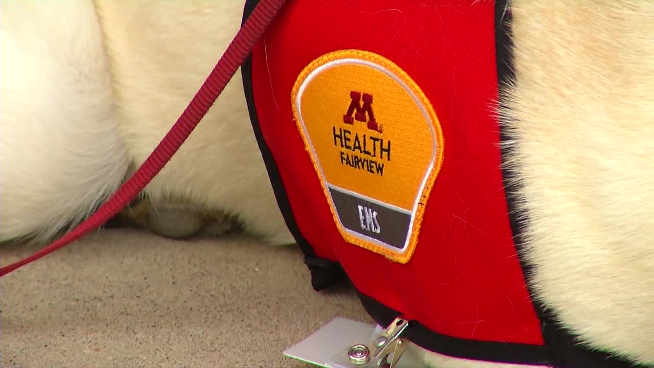 M Health Fairview service dog assisting first responders in the metro – KSTP