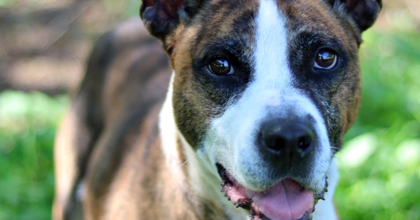 Standard Journal Pets of the Week for the Wednesday, Aug. 10, 2022 edition – Northwest Georgia News