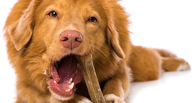 Natural Chews for Dogs | Current Issue | petbusiness.com – Pet Business Magazine