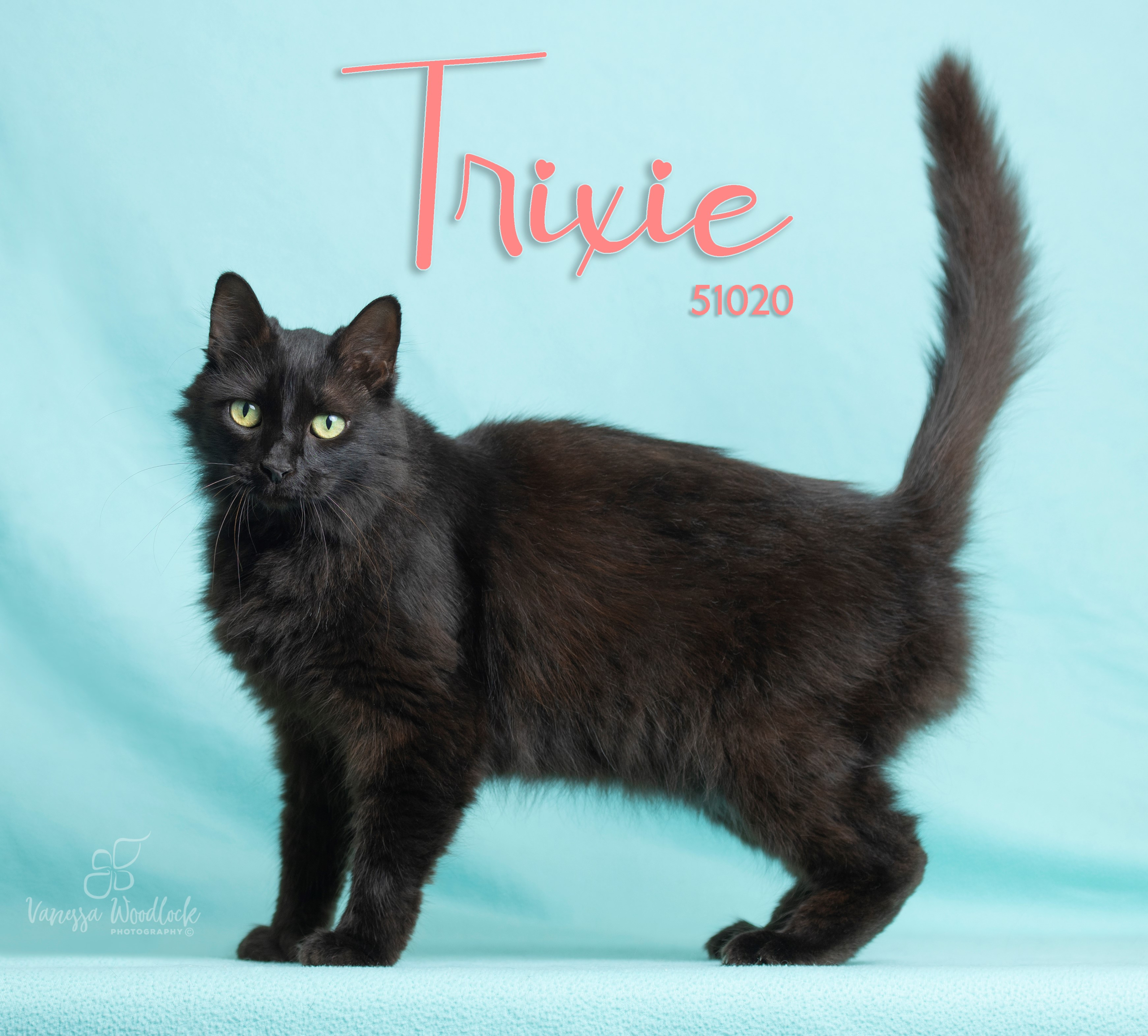 PET OF THE WEEK: Trixie Powered By Jackson & Sons – Goldsboro Daily News