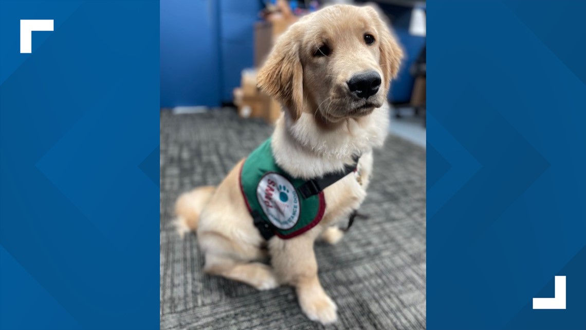 Service dogs in-training now allowed inside Michigan businesses thanks to new law – WZZM13.com