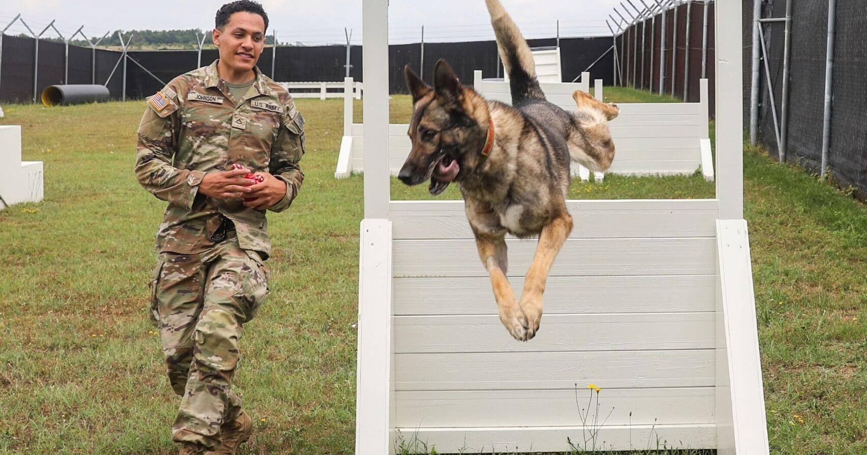 Military Working Dogs provide vital security support in Kosovo – The Killeen Daily Herald