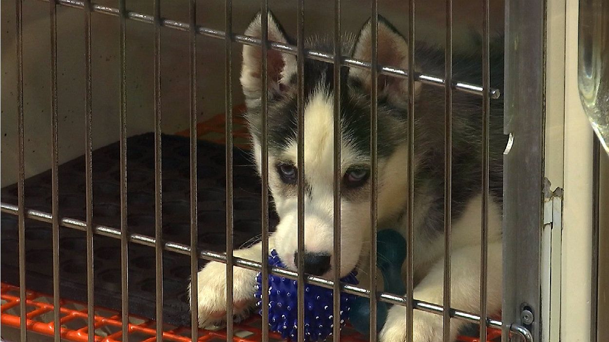 NY pet stores fear bill banning animal sales would put them out of business – Spectrum News