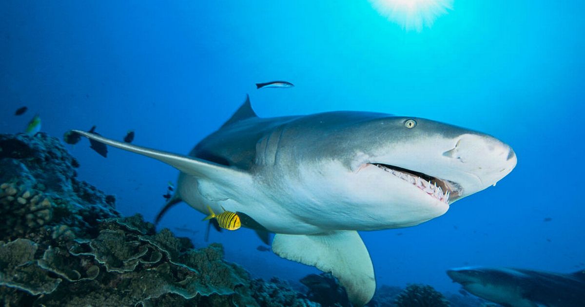 Beach closed as hunt launched for shark that threw man and pet dog into water – Daily Star