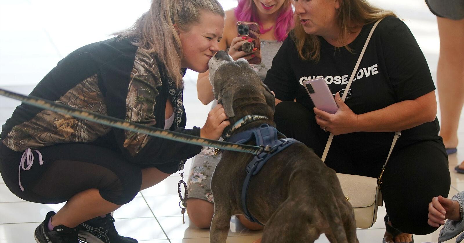 Llots of llove for Lloyd: 'The most famous dog in Niagara County' greets his fans at Fashion Outlets mall – Buffalo News