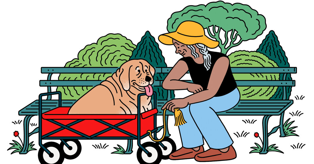 How Much Should I Spend to Keep My Elderly Dog Alive? – The New York Times