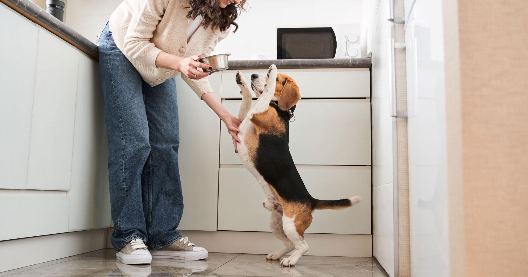 What Pet Owners Want to Know About Natural Dog Foods – PetProductNews.com