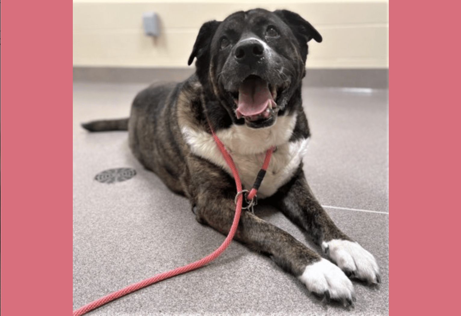 Maycee: Wisconsin Humane Society Featured Pet for Aug. 11 – Racine County Eye