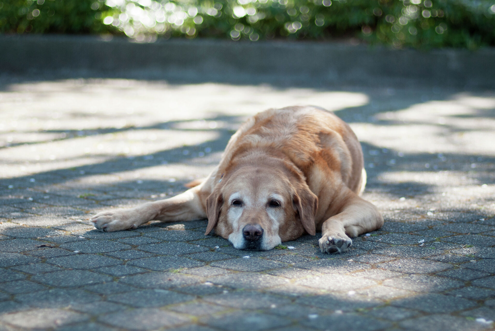 Why do dogs lie in the sun when it's so hot? – San Antonio Express-News