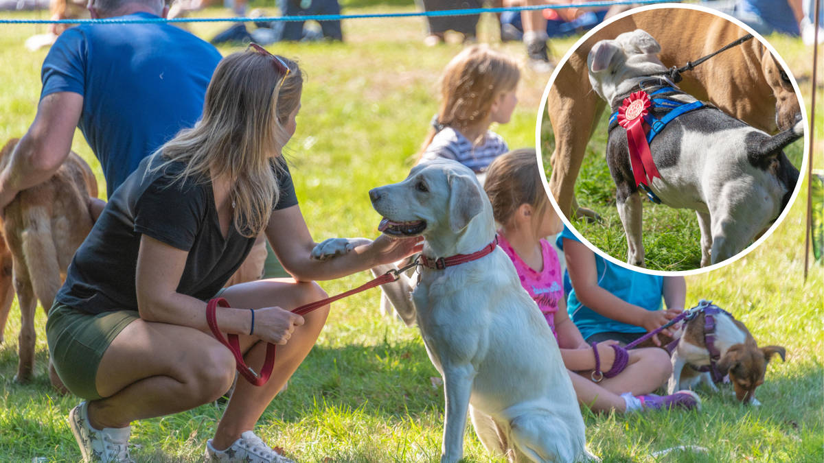 Dog show slammed for going ahead during 35C heatwave despite RSPCA health warning – LBC