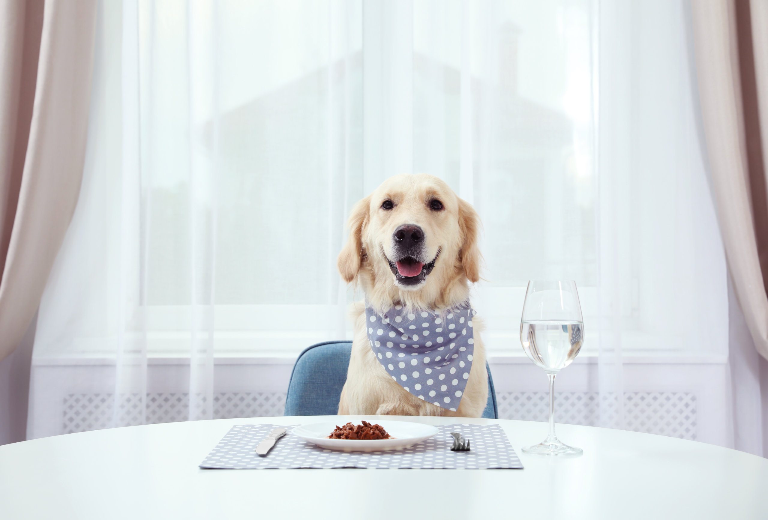 Bone appétit: 2 in 3 dog owners regularly cook meals for their pet – Study Finds