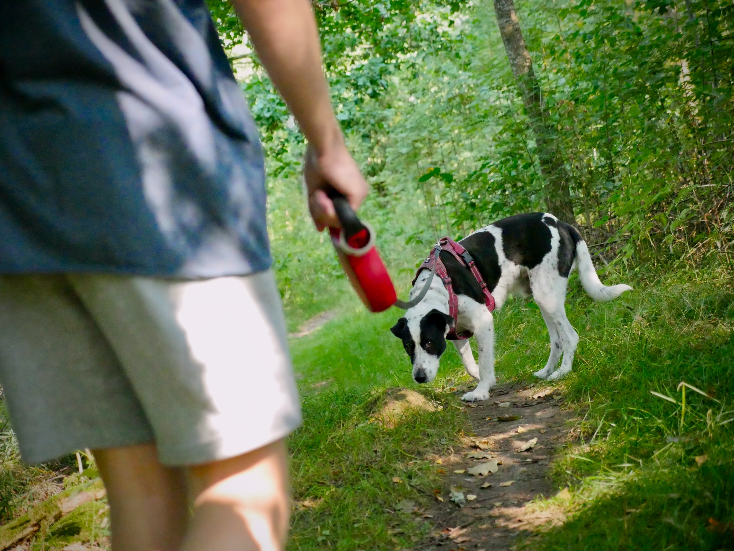 Dog poo is so full of nutrients, it's actually harming nature reserves – Study Finds